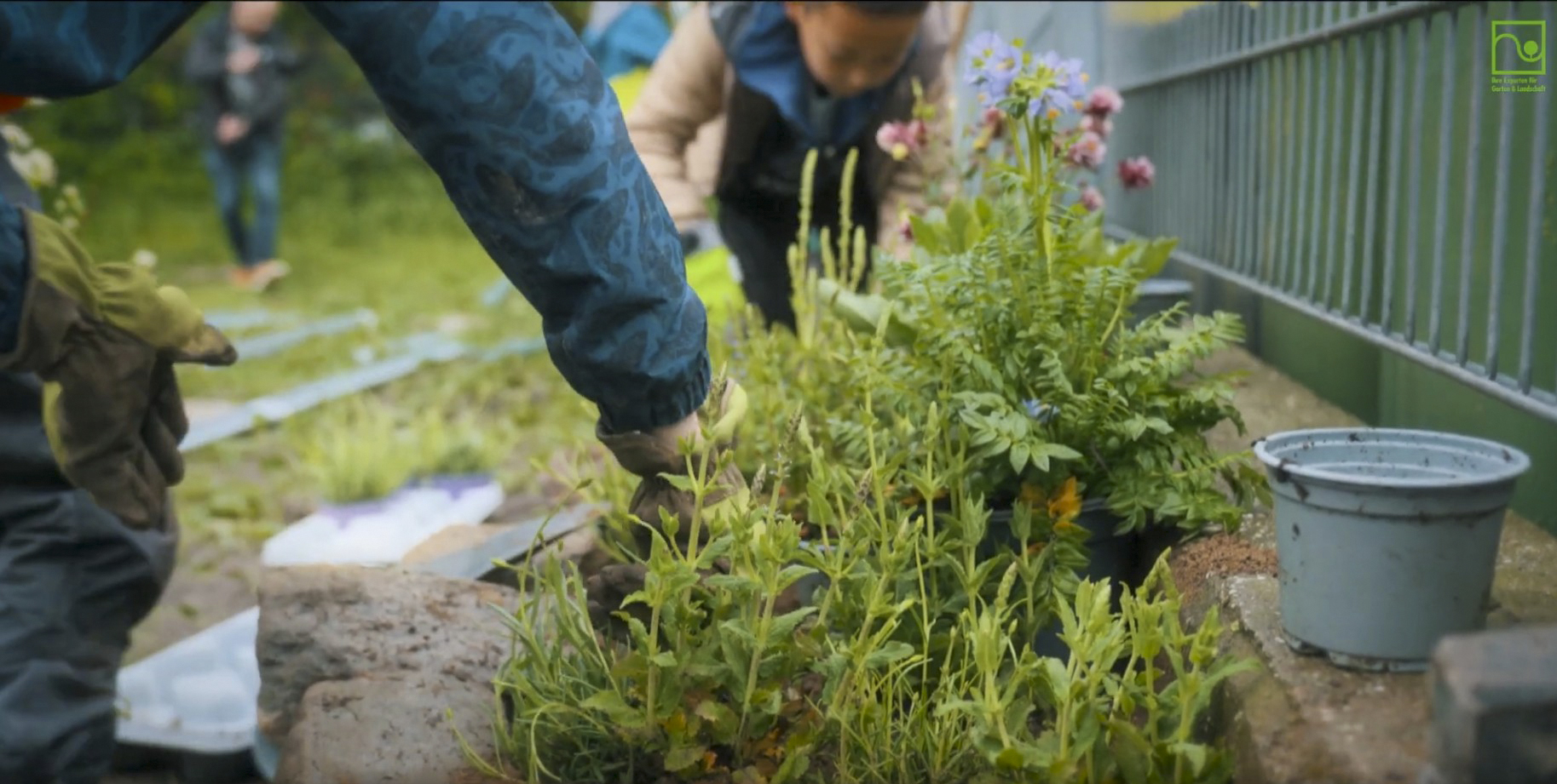 Schulgarten Meckenheim: Bepflanzung des Steinhochbeets