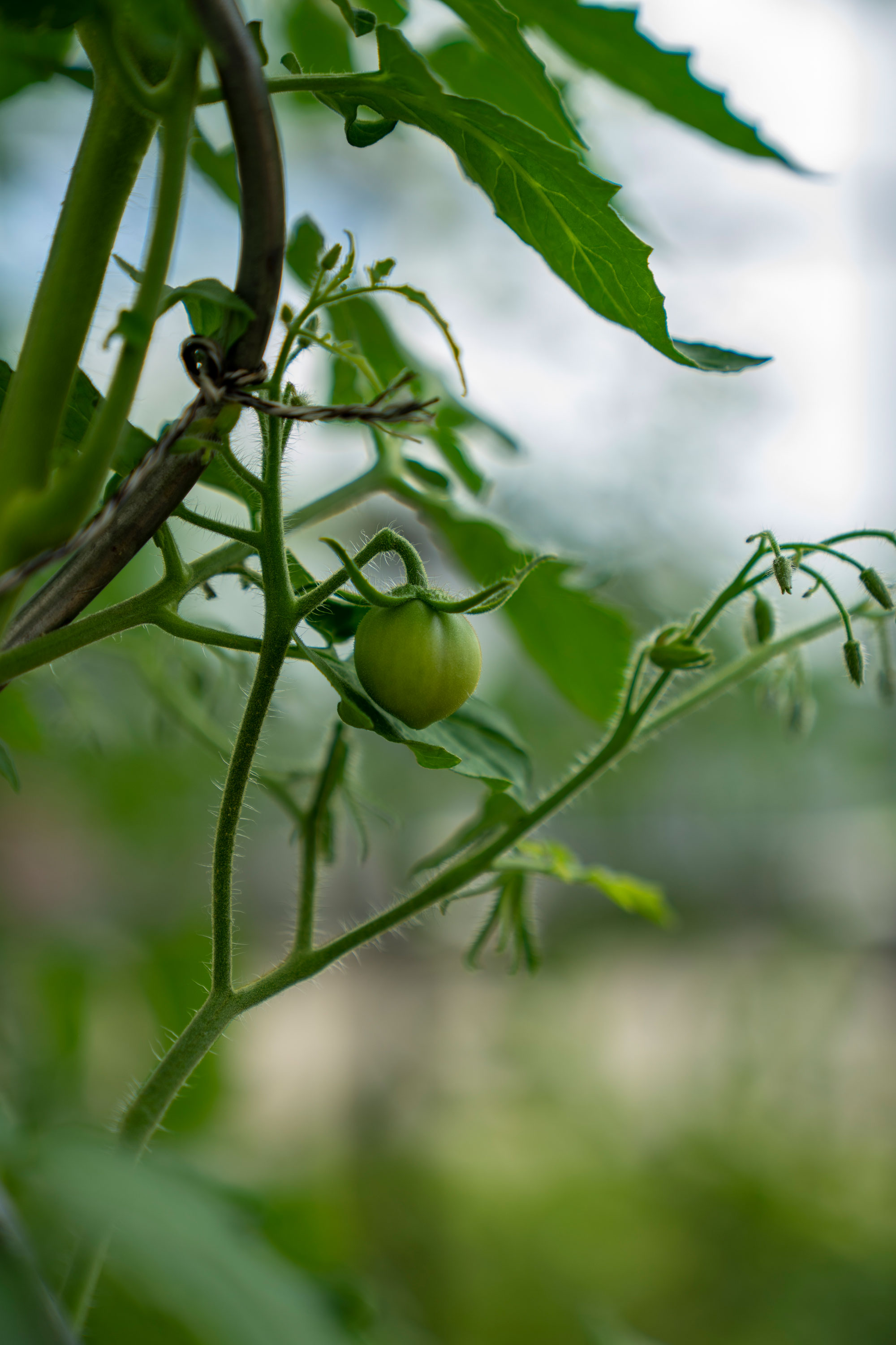 Tomatenstrauch unreif