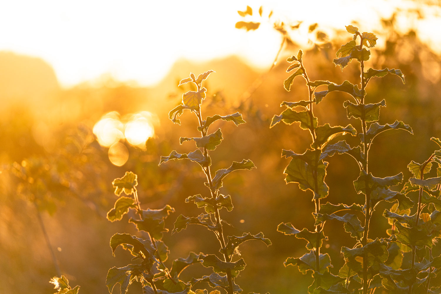 Daenemark_Golden Hour mit Sonnenlicht und Graswiese