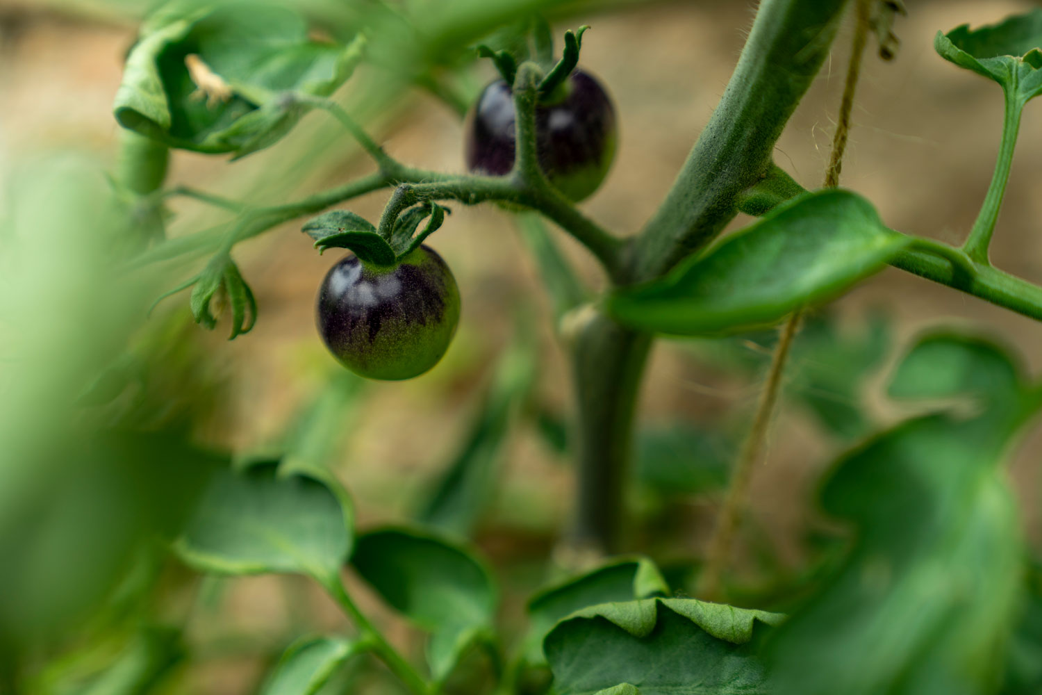Schwarze Tomaten am Strauch