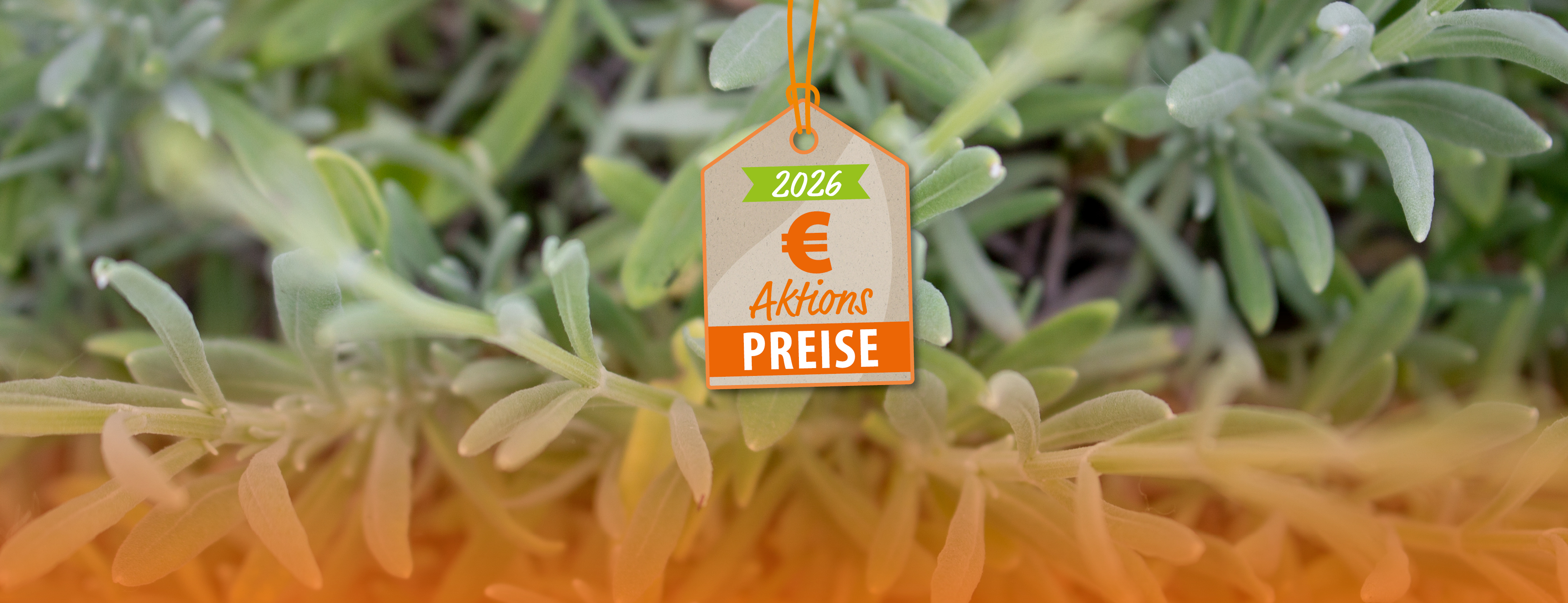 Sonderpreise: Calypso 7300