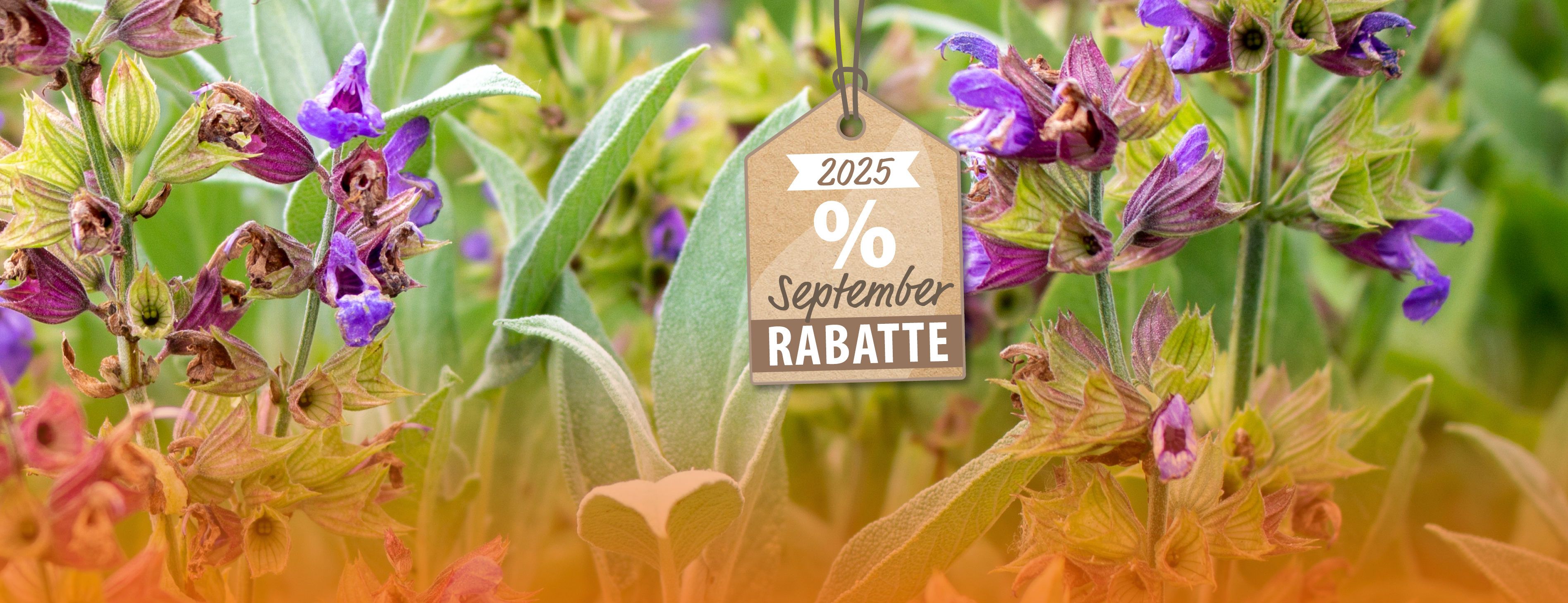 Header Rabattaktion September 2025 