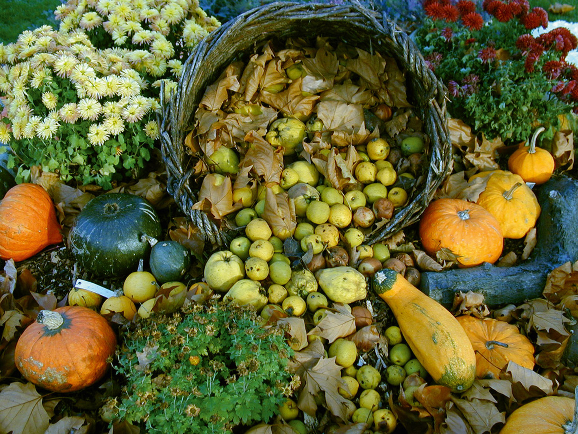 Ein Korb mit  viel Gemüse und Obst wie Kürbissen Salat, und Äpfeln, umgeben von Pflanzen in der Blüte