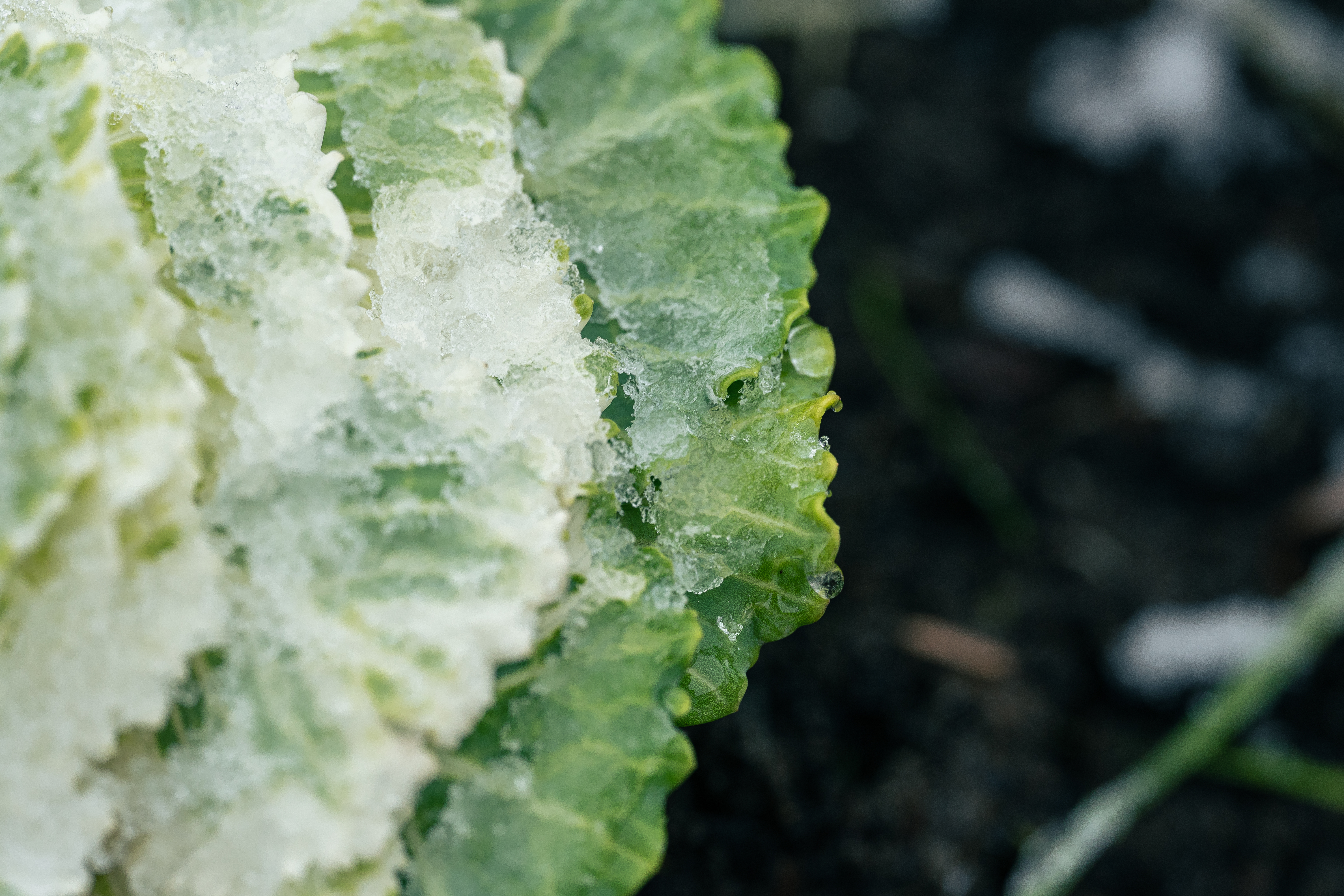 Jetzt pflanzen, wenn andere schon ans Frühjahr denken: Winter Kopfsalat