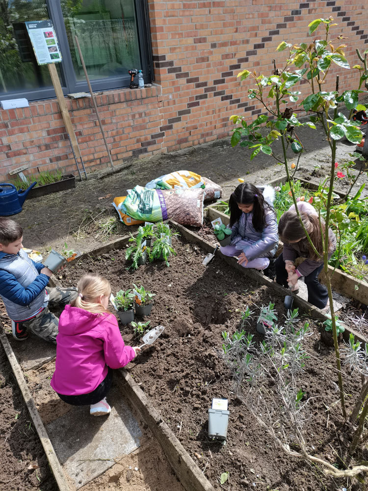 Aufbau Schulgarten. Bepflanzung eines Beets von Kindern