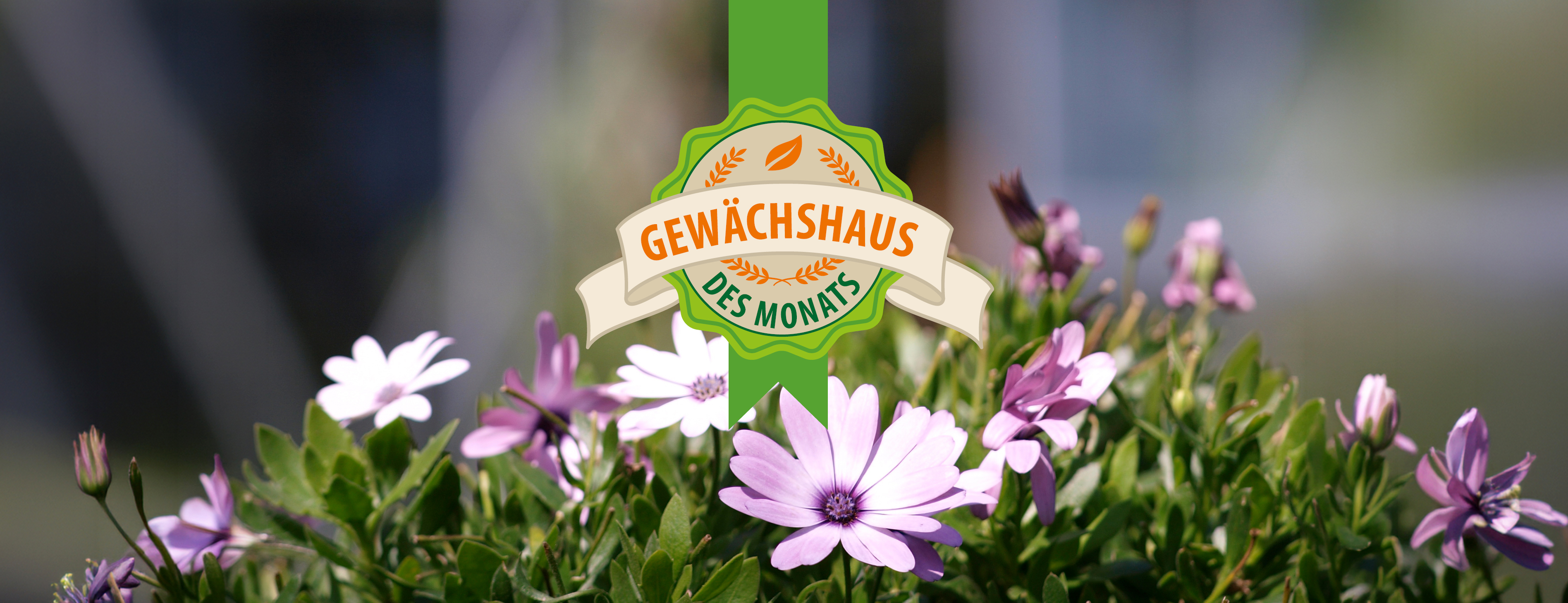 Gewächshaus des Monats: Pultdach Palma