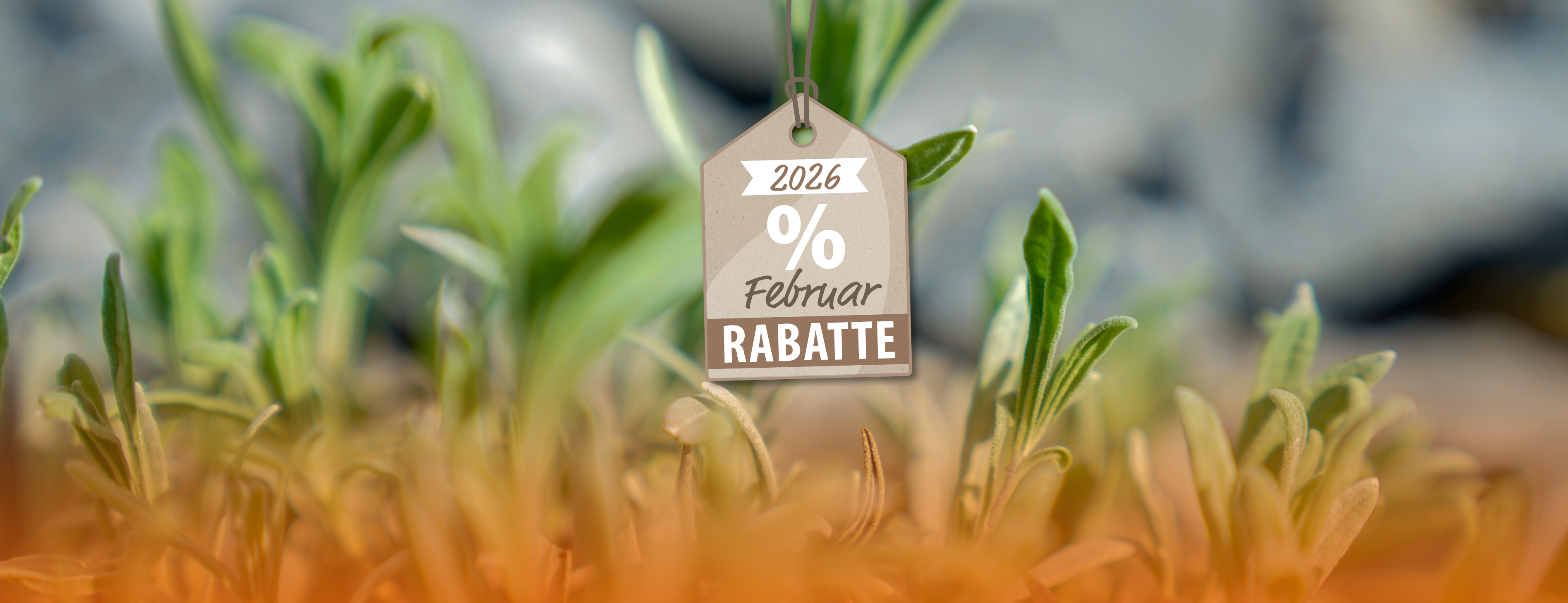 dekorativer Header zur aktuellen Banneraktion Februar 2026