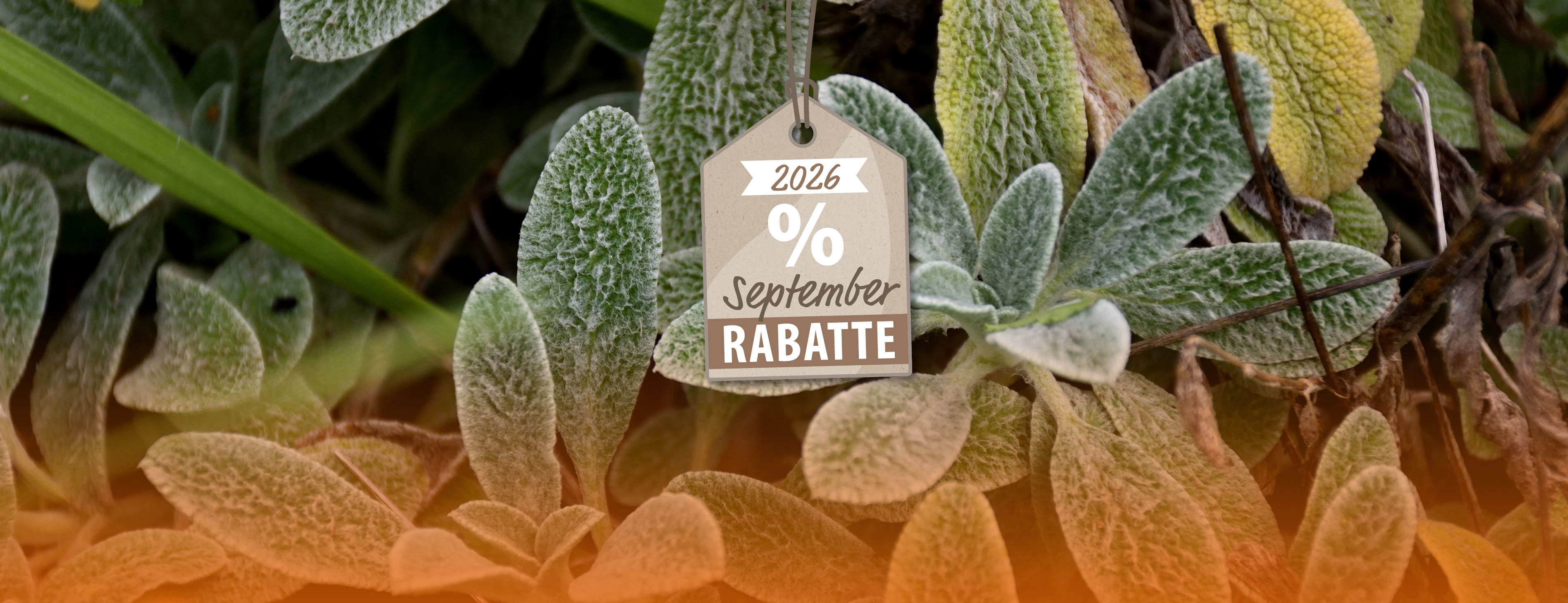 September-Rabatte: Stilvoll gestalten, clever verstauen
