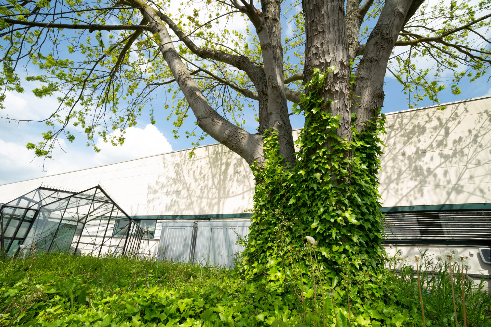 Baum mit Efeu EPH Firmengelände